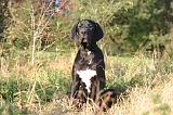 DOGUE ALLEMAND 892